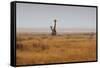 Southern Giraffes, Giraffa Camelopardalis Giraffa, Walking Through Grassland-Alex Saberi-Framed Stretched Canvas