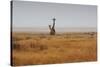 Southern Giraffes, Giraffa Camelopardalis Giraffa, Walking Through Grassland-Alex Saberi-Stretched Canvas