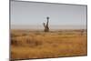 Southern Giraffes, Giraffa Camelopardalis Giraffa, Walking Through Grassland-Alex Saberi-Mounted Photographic Print