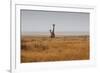 Southern Giraffes, Giraffa Camelopardalis Giraffa, Walking Through Grassland-Alex Saberi-Framed Photographic Print