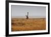 Southern Giraffes, Giraffa Camelopardalis Giraffa, Walking Through Grassland-Alex Saberi-Framed Photographic Print