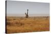 Southern Giraffes, Giraffa Camelopardalis Giraffa, Walking Through Grassland-Alex Saberi-Stretched Canvas