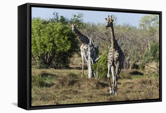 Southern Giraffes (Giraffa Camelopardalis), Khwai Concession, Okavango Delta, Botswana, Africa-Sergio Pitamitz-Framed Stretched Canvas