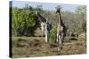 Southern Giraffes (Giraffa Camelopardalis), Khwai Concession, Okavango Delta, Botswana, Africa-Sergio Pitamitz-Stretched Canvas