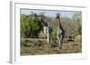 Southern Giraffes (Giraffa Camelopardalis), Khwai Concession, Okavango Delta, Botswana, Africa-Sergio Pitamitz-Framed Photographic Print