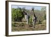 Southern Giraffes (Giraffa Camelopardalis), Khwai Concession, Okavango Delta, Botswana, Africa-Sergio Pitamitz-Framed Photographic Print