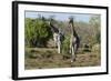 Southern Giraffes (Giraffa Camelopardalis), Khwai Concession, Okavango Delta, Botswana, Africa-Sergio Pitamitz-Framed Photographic Print