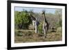 Southern Giraffes (Giraffa Camelopardalis), Khwai Concession, Okavango Delta, Botswana, Africa-Sergio Pitamitz-Framed Photographic Print