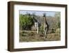 Southern Giraffes (Giraffa Camelopardalis), Khwai Concession, Okavango Delta, Botswana, Africa-Sergio Pitamitz-Framed Photographic Print