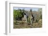 Southern Giraffes (Giraffa Camelopardalis), Khwai Concession, Okavango Delta, Botswana, Africa-Sergio Pitamitz-Framed Photographic Print