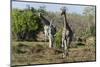 Southern Giraffes (Giraffa Camelopardalis), Khwai Concession, Okavango Delta, Botswana, Africa-Sergio Pitamitz-Mounted Photographic Print