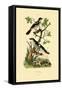 Southern Grey Shrike, 1833-39-null-Framed Stretched Canvas