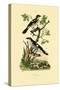 Southern Grey Shrike, 1833-39-null-Stretched Canvas