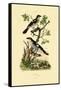 Southern Grey Shrike, 1833-39-null-Framed Stretched Canvas