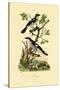 Southern Grey Shrike, 1833-39-null-Stretched Canvas