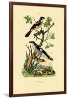 Southern Grey Shrike, 1833-39-null-Framed Giclee Print