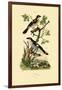 Southern Grey Shrike, 1833-39-null-Framed Giclee Print