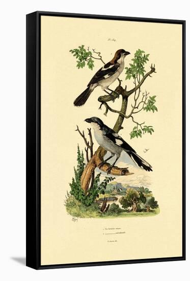 Southern Grey Shrike, 1833-39-null-Framed Stretched Canvas