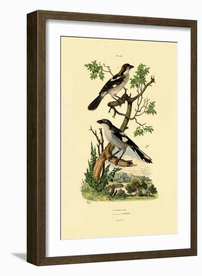 Southern Grey Shrike, 1833-39-null-Framed Giclee Print