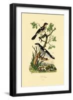 Southern Grey Shrike, 1833-39-null-Framed Giclee Print