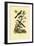Southern Grey Shrike, 1833-39-null-Framed Giclee Print