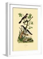 Southern Grey Shrike, 1833-39-null-Framed Giclee Print