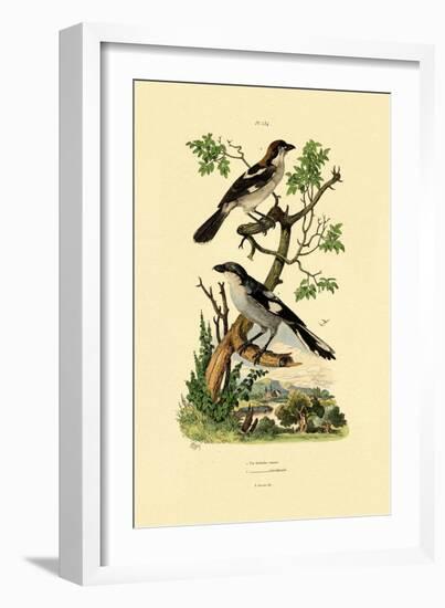 Southern Grey Shrike, 1833-39-null-Framed Giclee Print