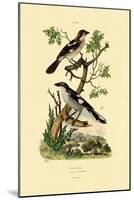 Southern Grey Shrike, 1833-39-null-Mounted Giclee Print