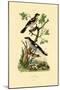 Southern Grey Shrike, 1833-39-null-Mounted Giclee Print