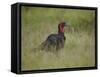 Southern Ground-Hornbill (Ground Hornbill) (Bucorvus Leadbeateri)-James Hager-Framed Stretched Canvas