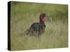 Southern Ground-Hornbill (Ground Hornbill) (Bucorvus Leadbeateri)-James Hager-Stretched Canvas