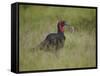 Southern Ground-Hornbill (Ground Hornbill) (Bucorvus Leadbeateri)-James Hager-Framed Stretched Canvas