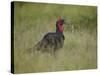 Southern Ground-Hornbill (Ground Hornbill) (Bucorvus Leadbeateri)-James Hager-Stretched Canvas