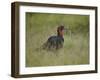 Southern Ground-Hornbill (Ground Hornbill) (Bucorvus Leadbeateri)-James Hager-Framed Photographic Print