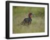 Southern Ground-Hornbill (Ground Hornbill) (Bucorvus Leadbeateri)-James Hager-Framed Photographic Print