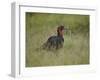 Southern Ground-Hornbill (Ground Hornbill) (Bucorvus Leadbeateri)-James Hager-Framed Photographic Print