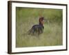 Southern Ground-Hornbill (Ground Hornbill) (Bucorvus Leadbeateri)-James Hager-Framed Photographic Print