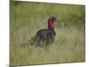 Southern Ground-Hornbill (Ground Hornbill) (Bucorvus Leadbeateri)-James Hager-Mounted Photographic Print