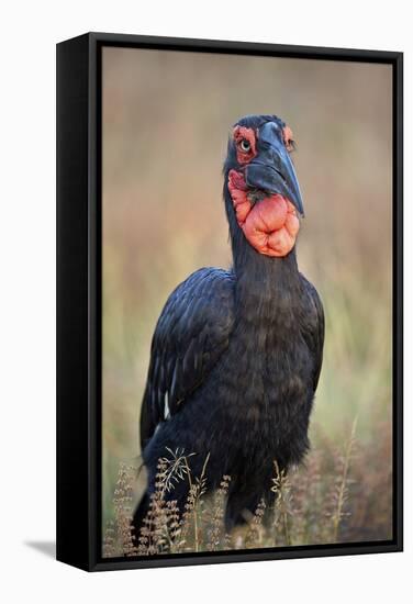 Southern Ground-Hornbill (Ground Hornbill) (Bucorvus Leadbeateri)-James Hager-Framed Stretched Canvas