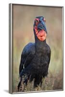 Southern Ground-Hornbill (Ground Hornbill) (Bucorvus Leadbeateri)-James Hager-Framed Photographic Print
