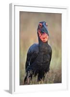 Southern Ground-Hornbill (Ground Hornbill) (Bucorvus Leadbeateri)-James Hager-Framed Photographic Print