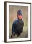 Southern Ground-Hornbill (Ground Hornbill) (Bucorvus Leadbeateri)-James Hager-Framed Photographic Print