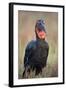 Southern Ground-Hornbill (Ground Hornbill) (Bucorvus Leadbeateri)-James Hager-Framed Photographic Print