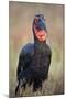 Southern Ground-Hornbill (Ground Hornbill) (Bucorvus Leadbeateri)-James Hager-Mounted Photographic Print