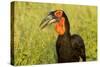 Southern Ground Hornbill, Kruger National Park, South Africa-Paul Souders-Stretched Canvas