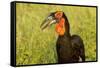 Southern Ground Hornbill, Kruger National Park, South Africa-Paul Souders-Framed Stretched Canvas