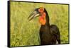 Southern Ground Hornbill, Kruger National Park, South Africa-Paul Souders-Framed Stretched Canvas