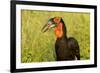 Southern Ground Hornbill, Kruger National Park, South Africa-Paul Souders-Framed Photographic Print