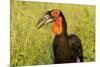 Southern Ground Hornbill, Kruger National Park, South Africa-Paul Souders-Mounted Photographic Print