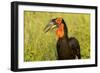 Southern Ground Hornbill, Kruger National Park, South Africa-Paul Souders-Framed Photographic Print